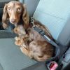 LSeat Belt Strap Dog Car Leash